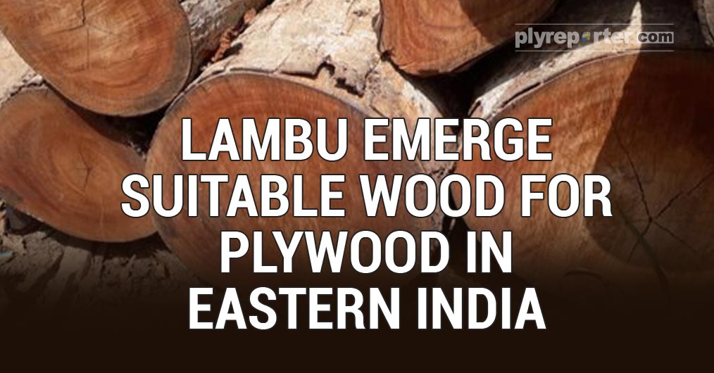 20200925033204_Lambu-Emerge-Suitable-Wood.jpg