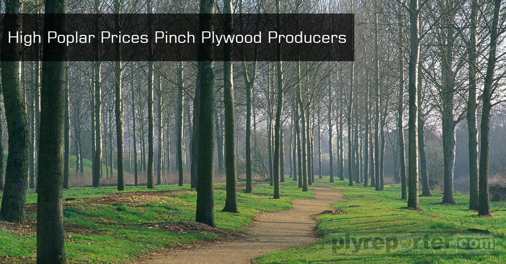 High-Poplar-Prices-Pinch-Plywood-Producers.jpg