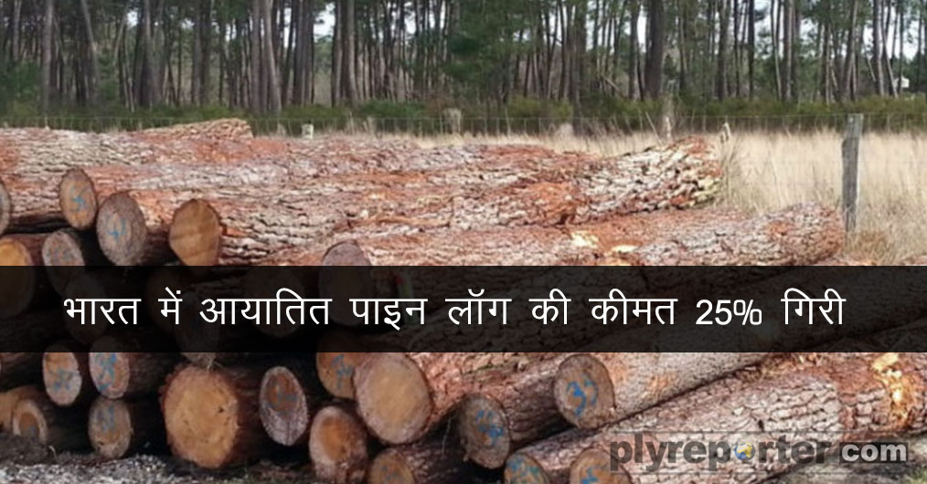Imported-Pine-Logs-Price-Drops-by-HINDI (1).jpg