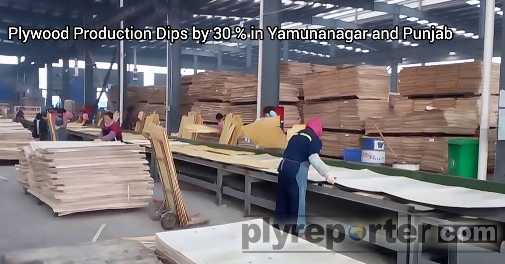 Plywood-production-dips.jpg