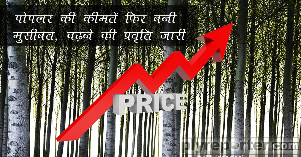 Poplar-prices-Pain-hindi.jpg