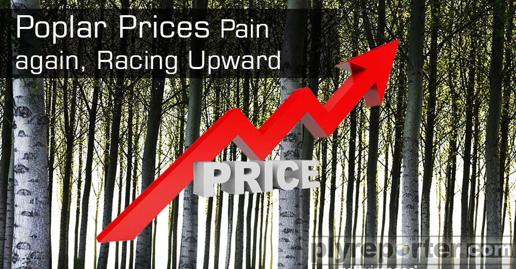 Poplar-prices-Pain.jpg