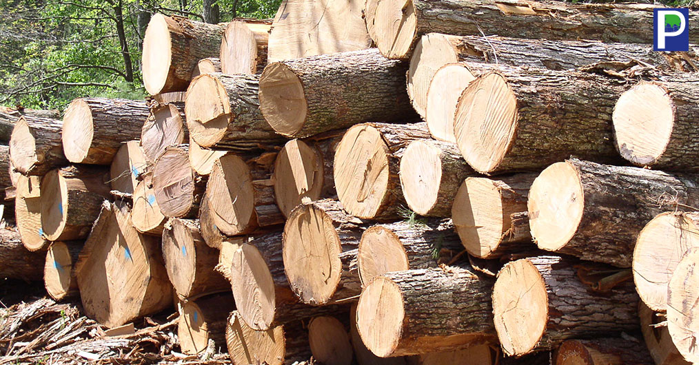 Timber-Prices-It-Rise-Beyond.jpg