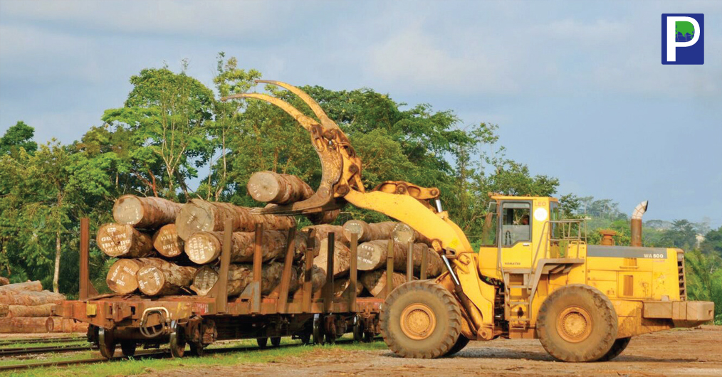 Aucoumeaklaineana (Angouma, Gaboon, or Okoumé) is found in equatorial West Africa in Gabon and surrounding countries. Okoumé is a medium-sized hardwood tree growing to 30-40 m tall with a trunk diameter in the range of 1 to 2.5 meters.